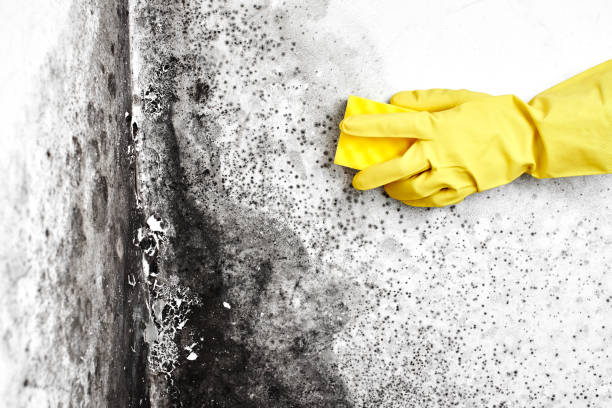 Best Crawl Space Mold Removal  in Pinellas Park, FL