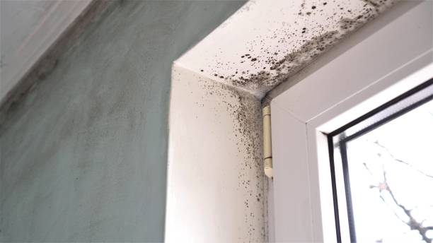 Best Black Mold Removal  in Pinellas Park, FL