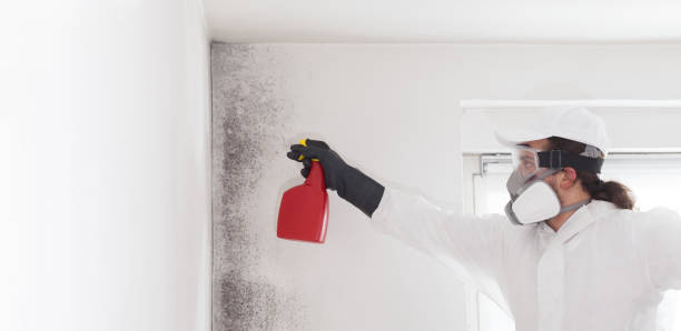Mold Removal and Inspection in Pinellas Park, FL
