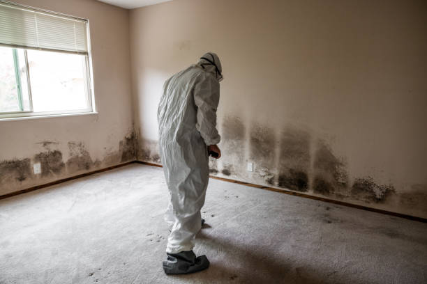 Crawl Space Mold Removal in Pinellas Park, FL