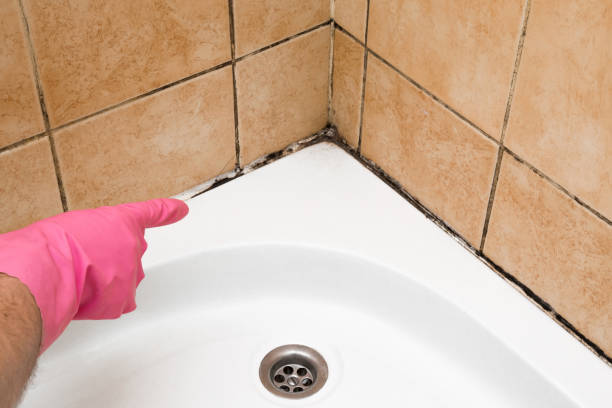 Attic Mold Removal in Pinellas Park, FL
